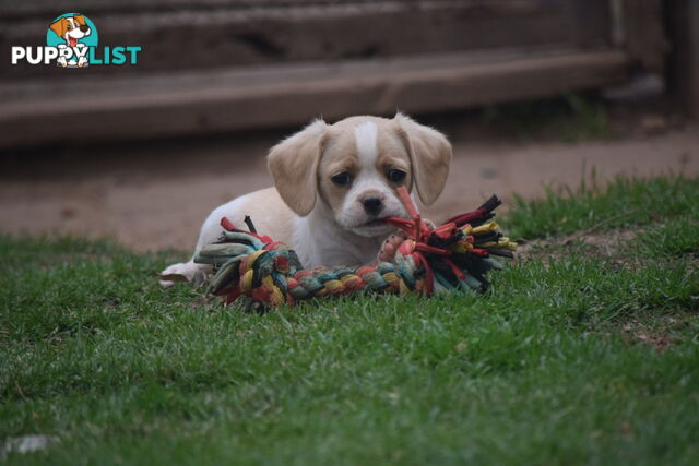 Pugalier pups