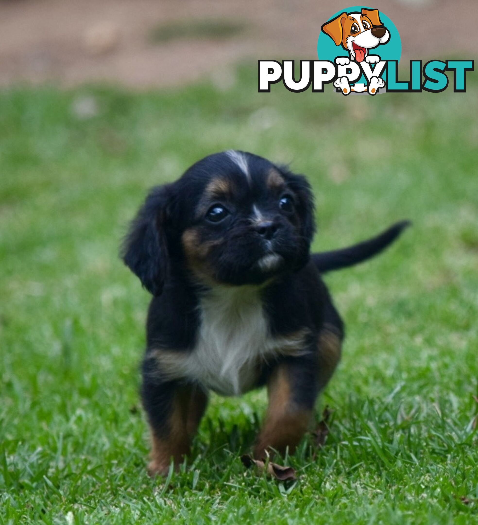 Pugalier pups