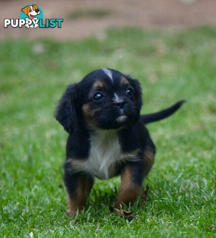 Pugalier pups