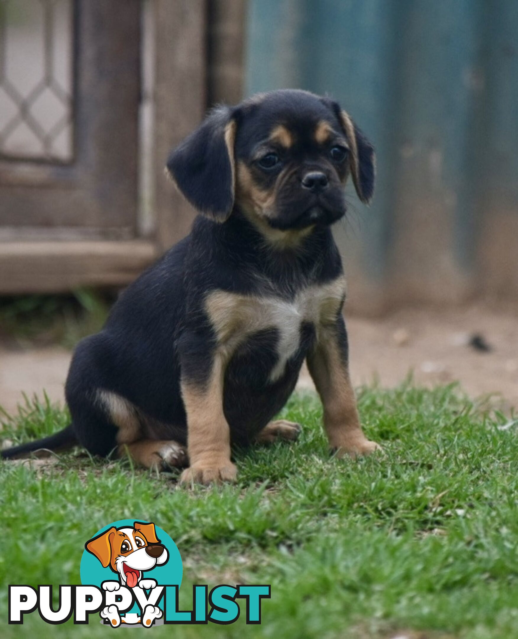 Pugalier pups