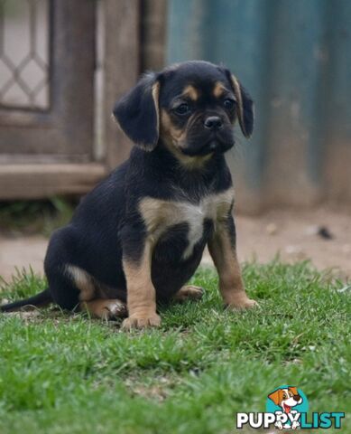 Pugalier pups