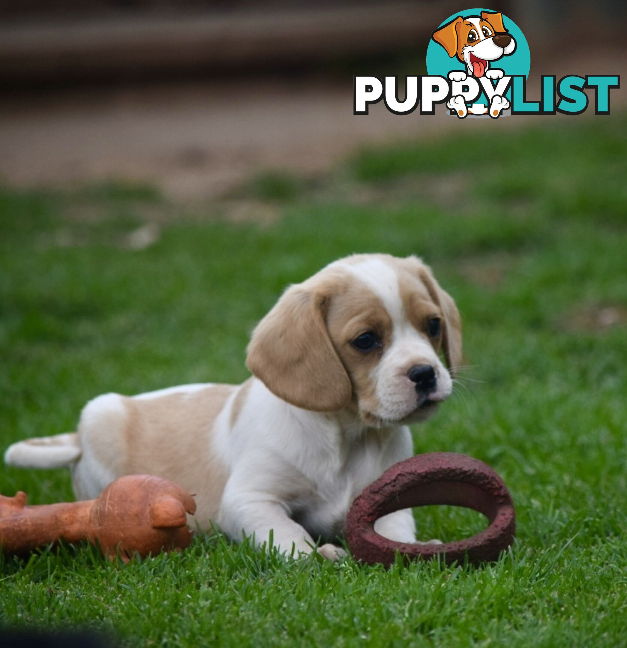 Pugalier pups