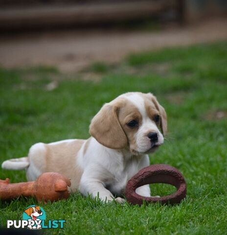 Pugalier pups