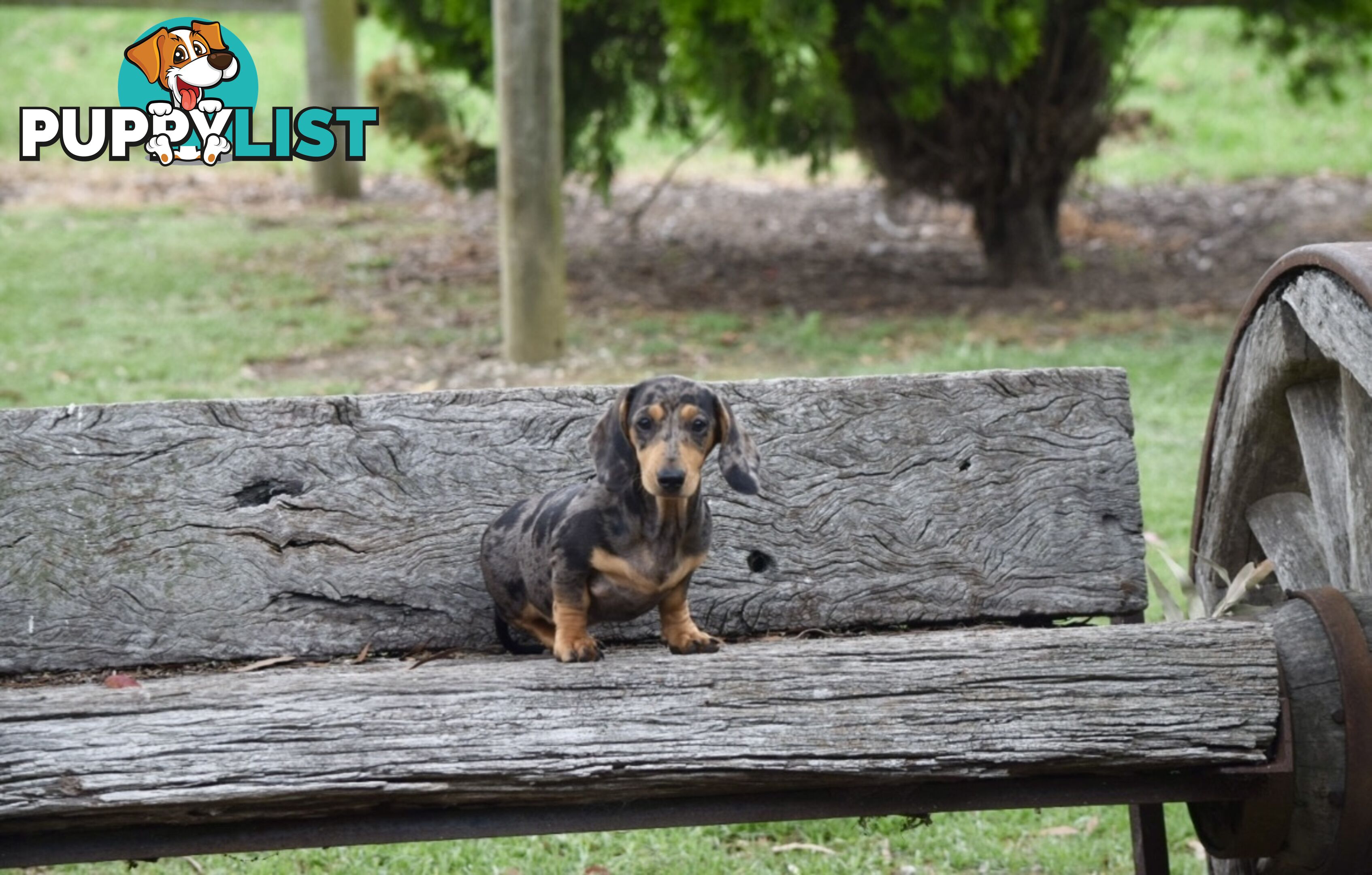 Pure mini Daschund pups, DNA tested parents.short hair