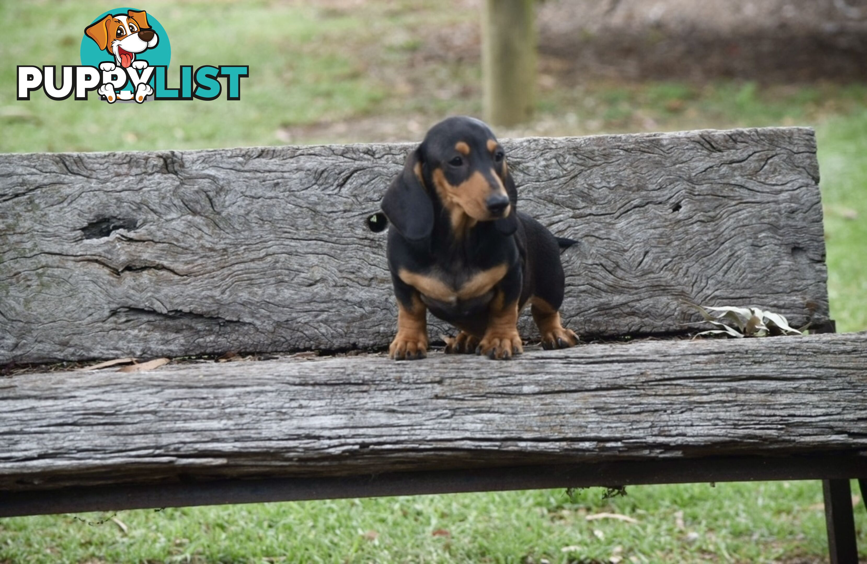 Pure mini Daschund pups, DNA tested parents.short hair