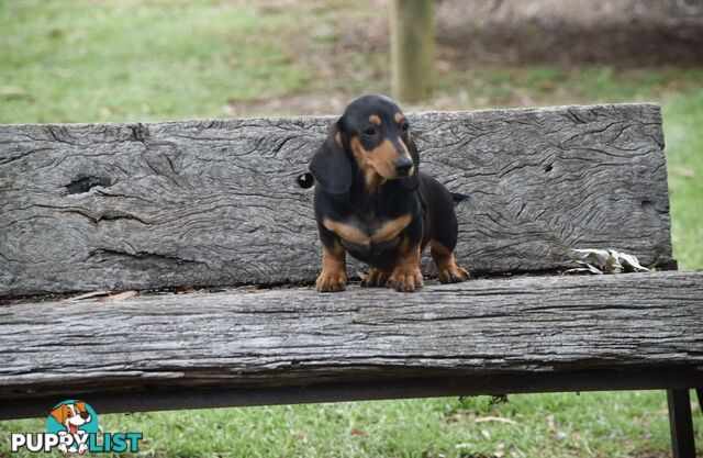 Pure mini Daschund pups, DNA tested parents.short hair