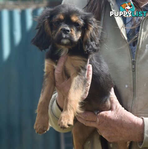 Pugalier pup male