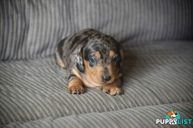 Pure mini  Daschund pups