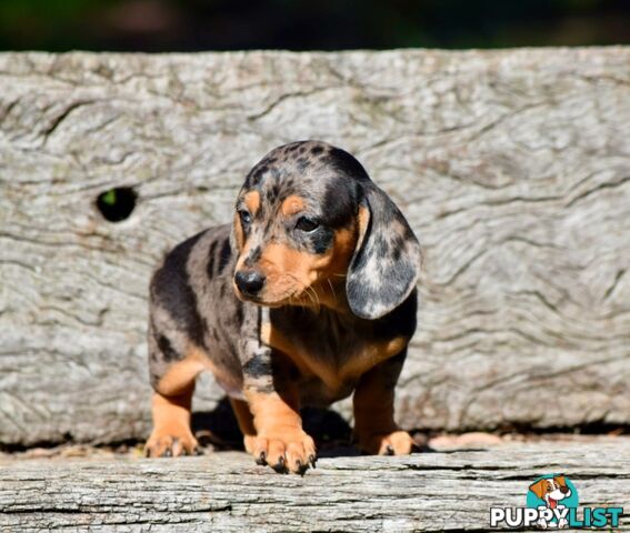 Pure mini  Daschund pups