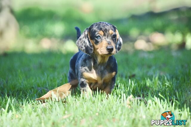 Pure mini  Daschund pups