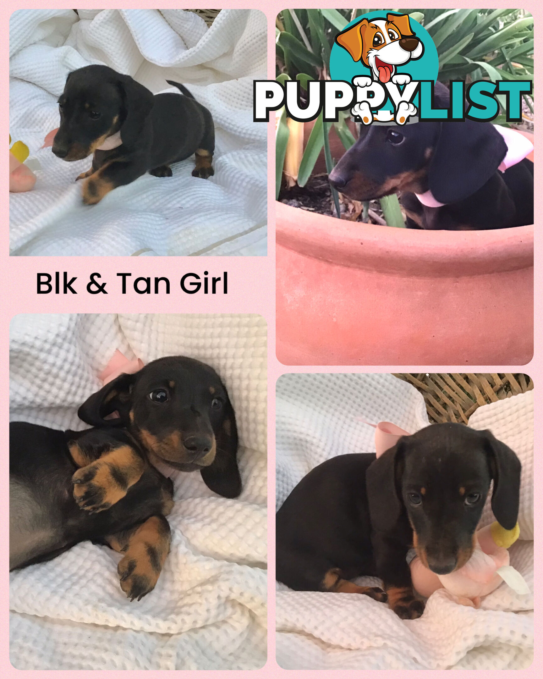 💕Gorgeous Dachshund Puppies 💕
