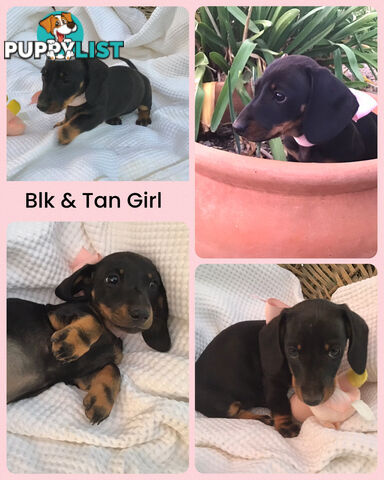 💕Gorgeous Dachshund Puppies 💕