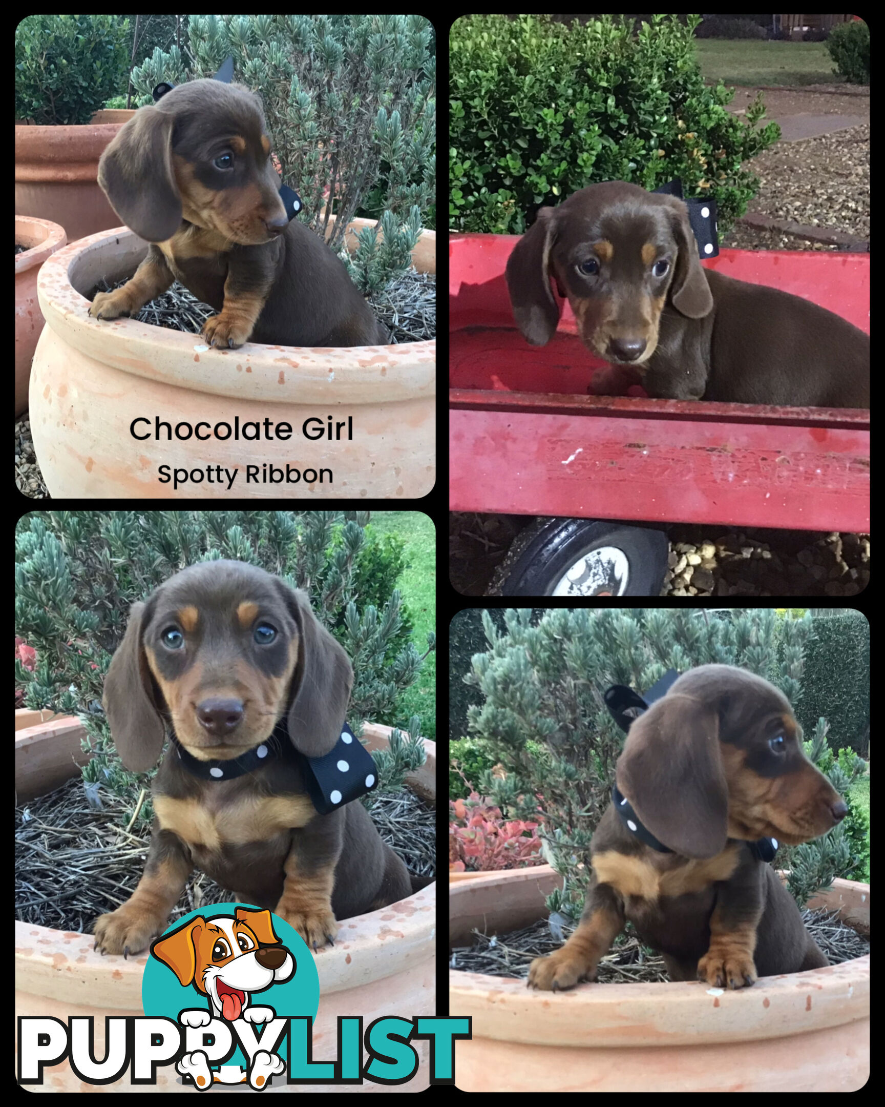 💕Gorgeous Dachshund Puppies 💕