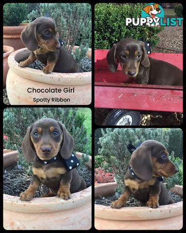 💕Gorgeous Dachshund Puppies 💕