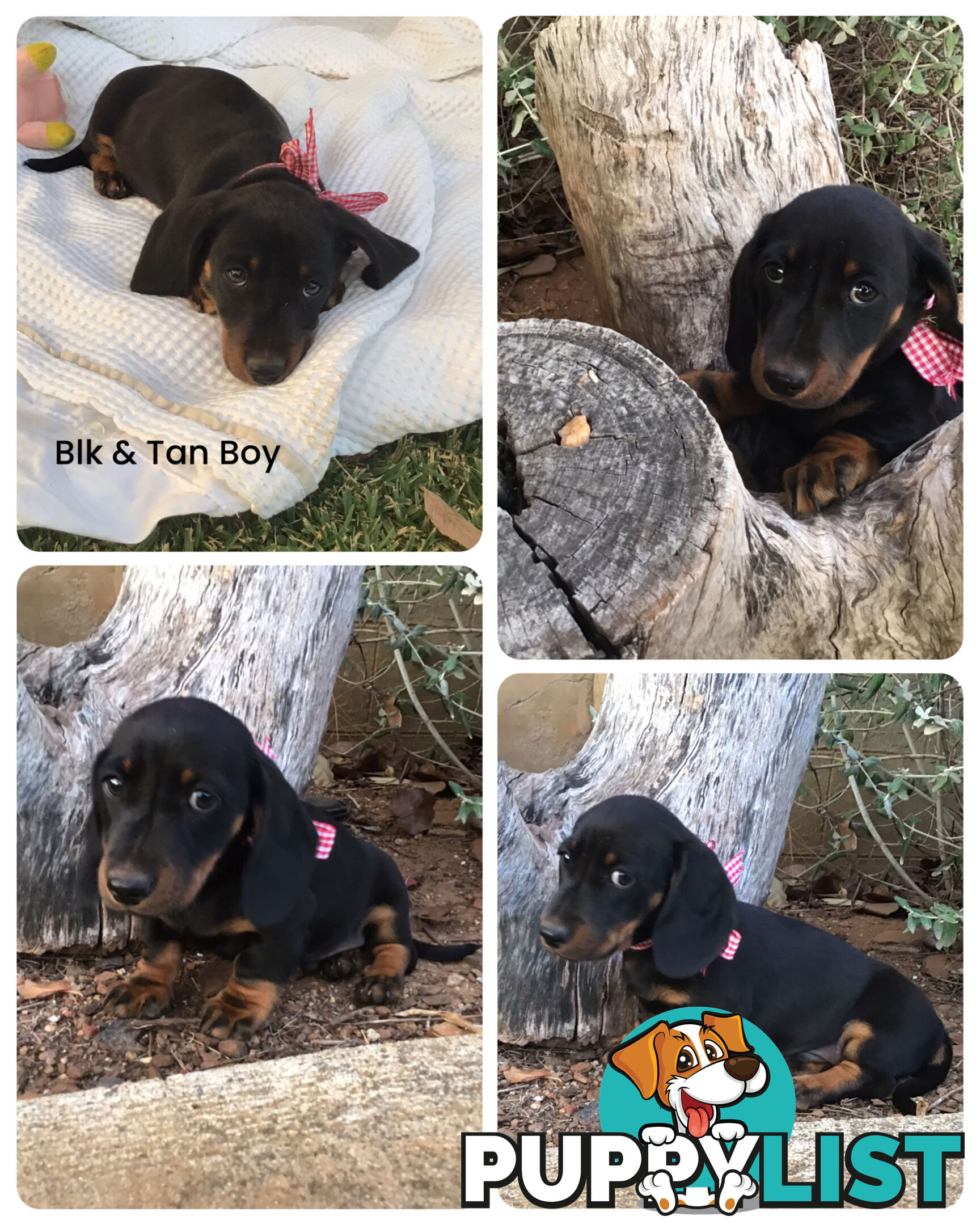💕Gorgeous Dachshund Puppies 💕