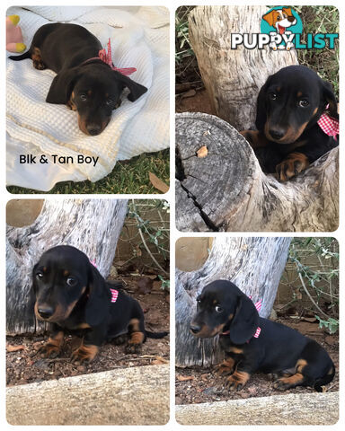 💕Gorgeous Dachshund Puppies 💕