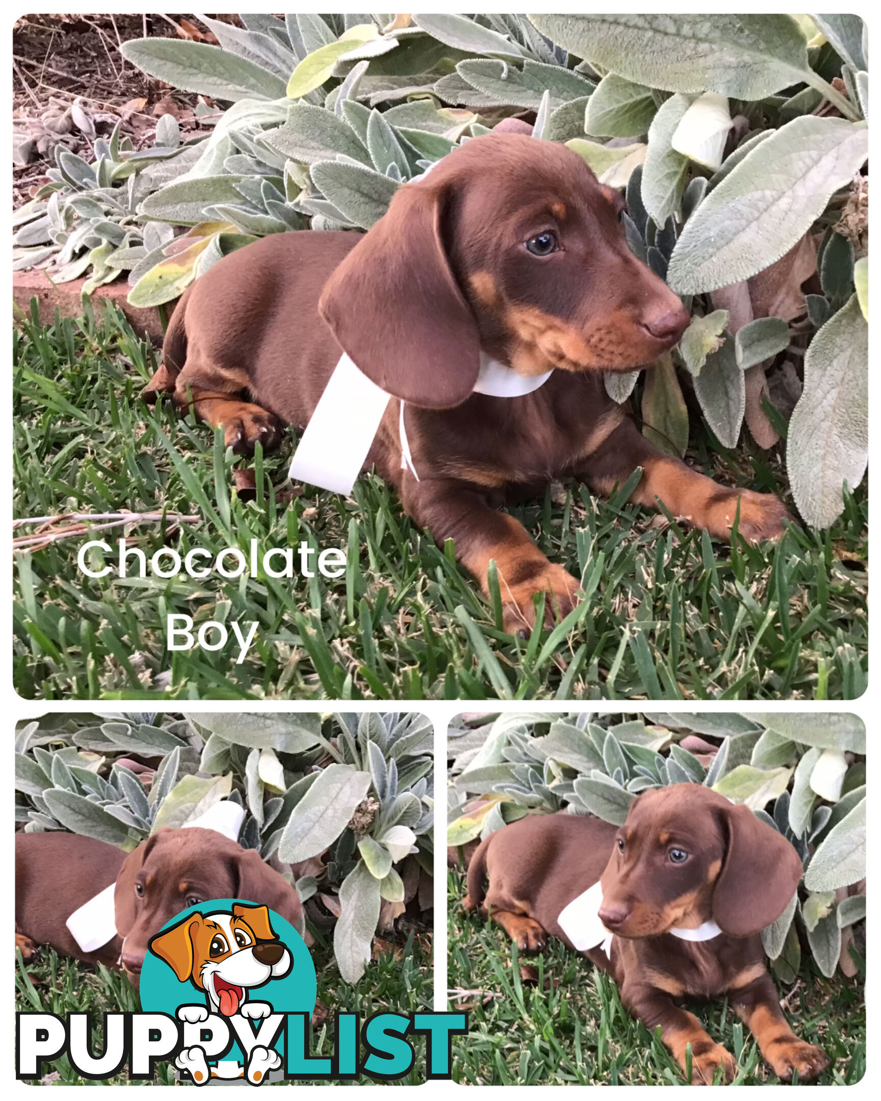 💕Gorgeous Dachshund Puppies 💕