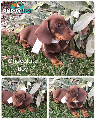 💕Gorgeous Dachshund Puppies 💕