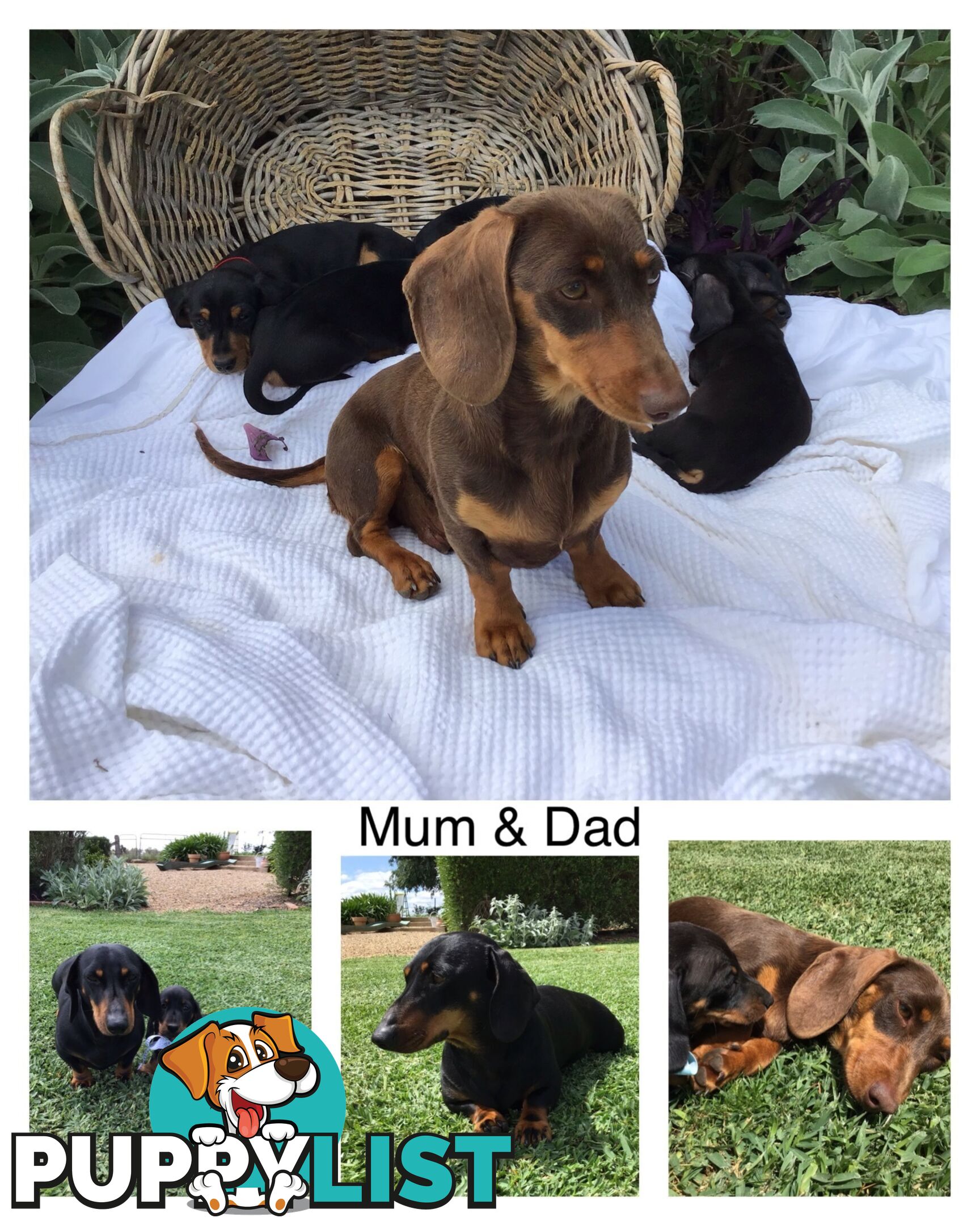 💕Gorgeous Dachshund Puppies 💕