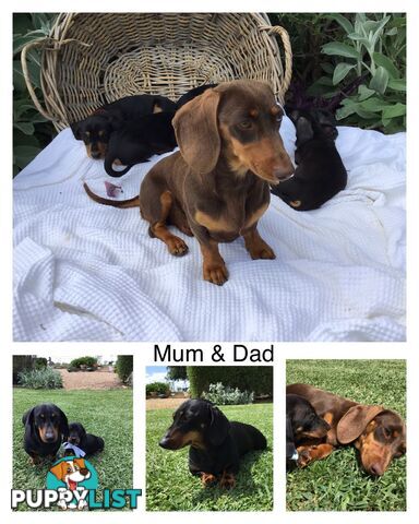 💕Gorgeous Dachshund Puppies 💕