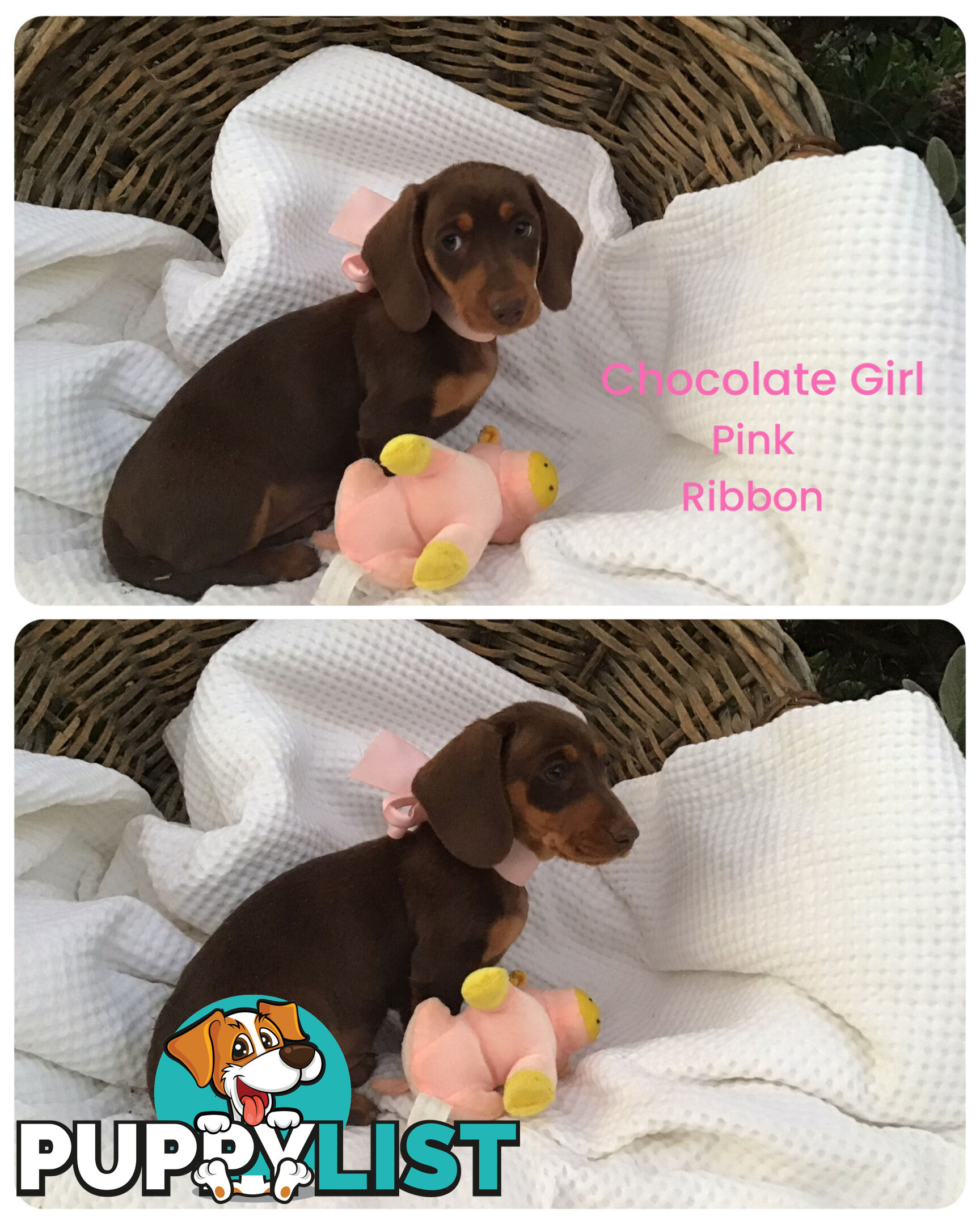 💕Gorgeous Dachshund Puppies 💕