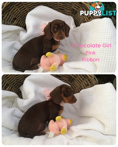 💕Gorgeous Dachshund Puppies 💕