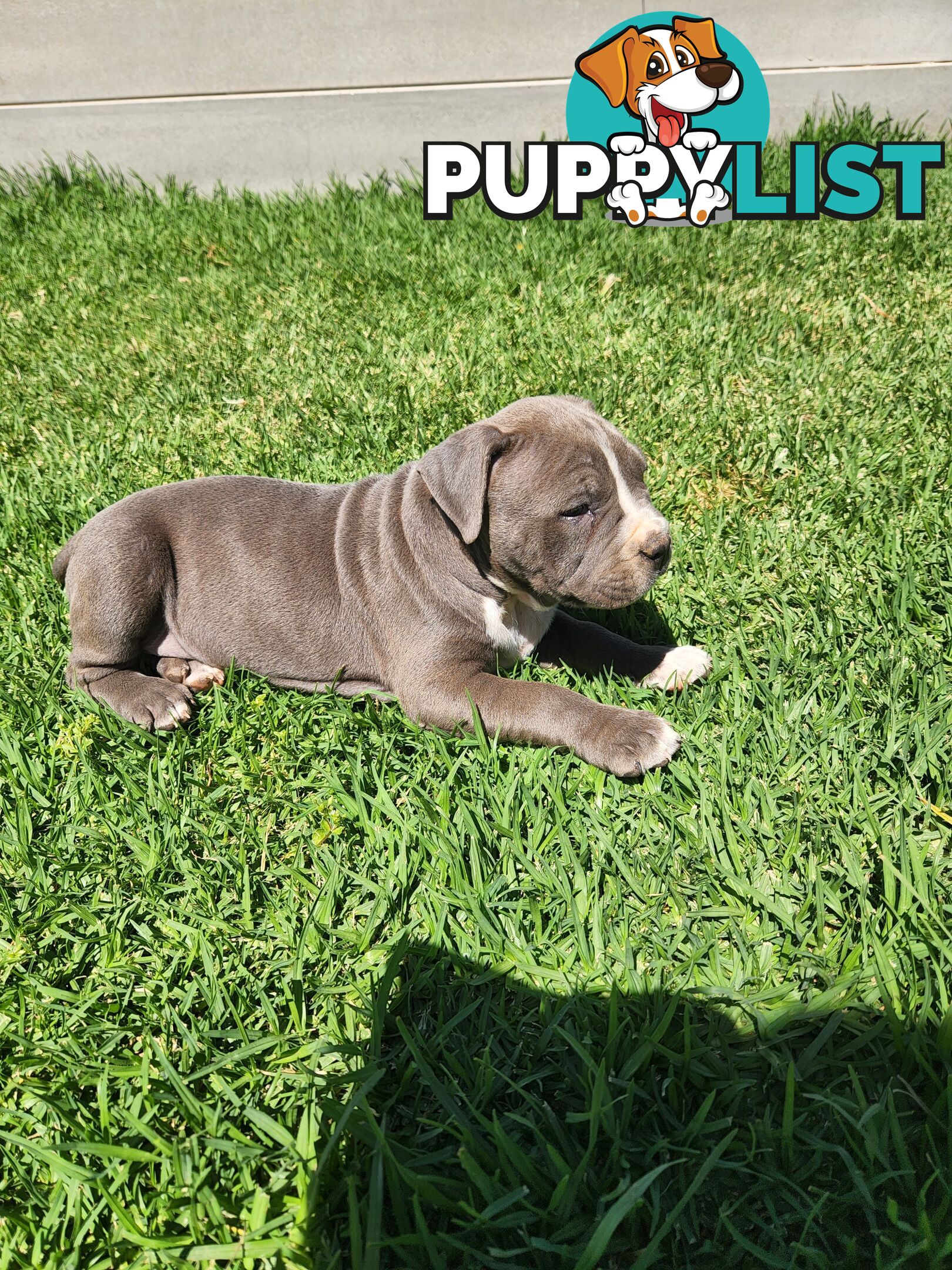 Blue Purebread amstaff puppies