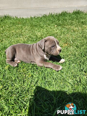 Blue Purebread amstaff puppies