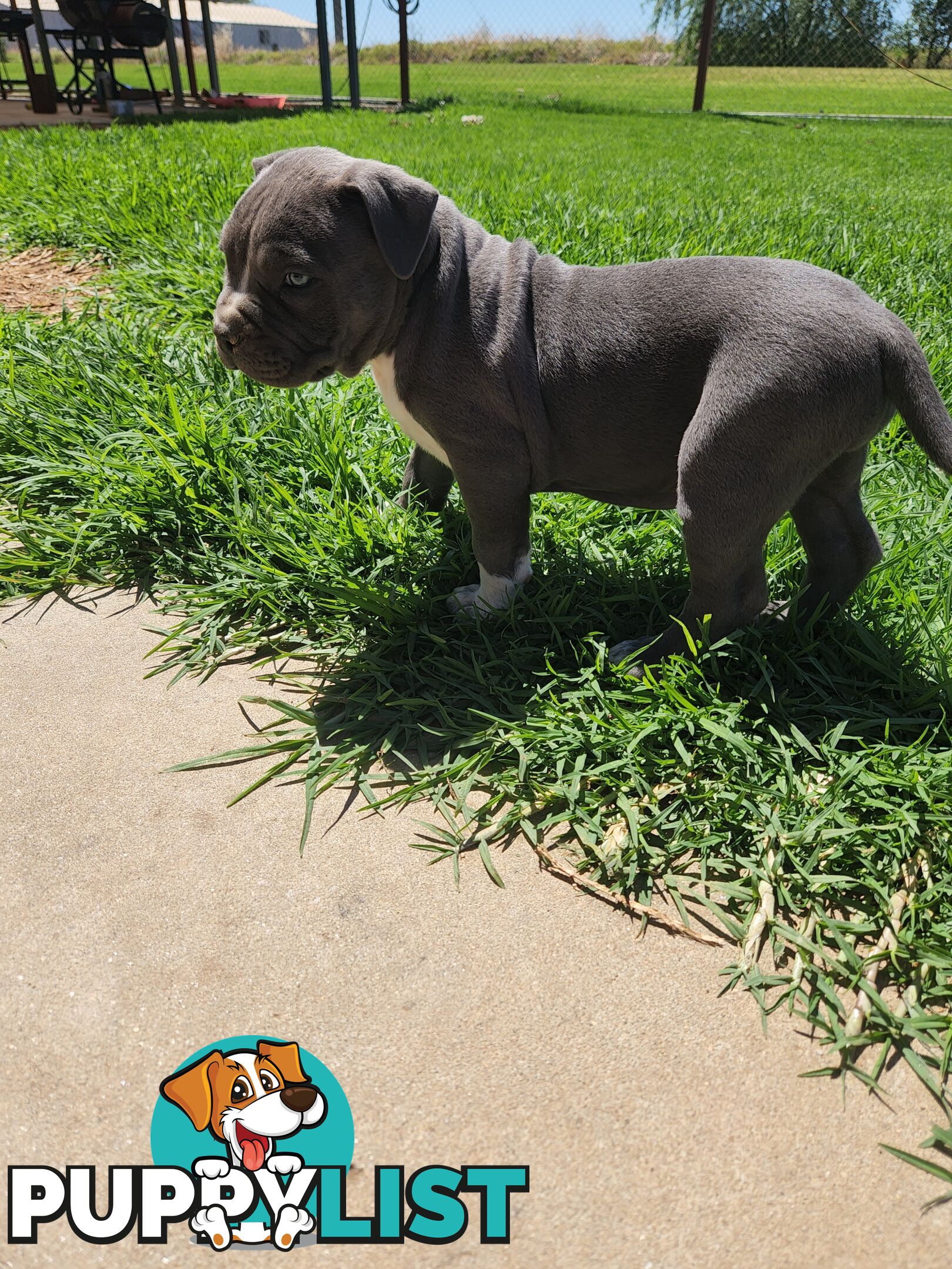 Blue Purebread amstaff puppies