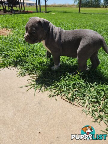 Blue Purebread amstaff puppies