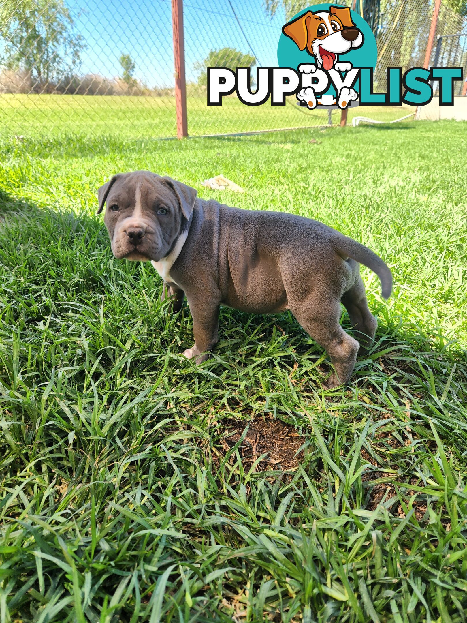 Blue Purebread amstaff puppies