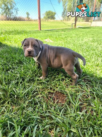 Blue Purebread amstaff puppies