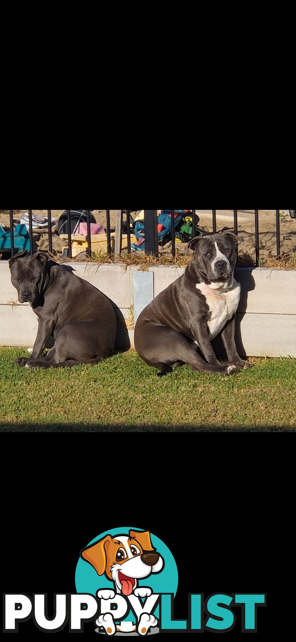 Blue Purebread amstaff puppies