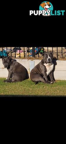 Blue Purebread amstaff puppies