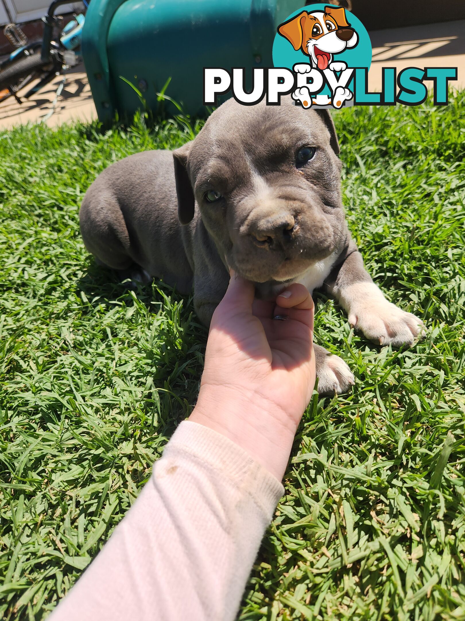 Blue Purebread amstaff puppies