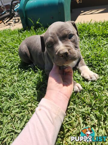 Blue Purebread amstaff puppies