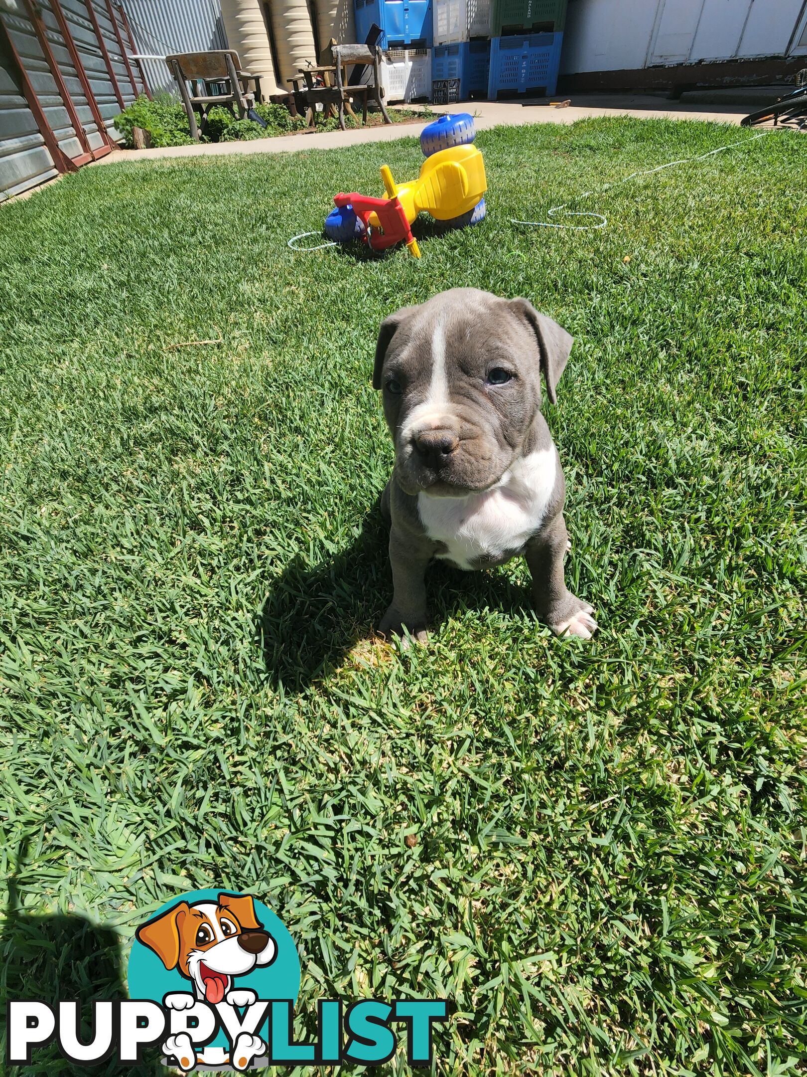 Blue Purebread amstaff puppies