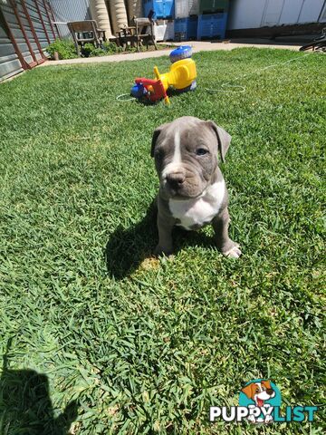 Blue Purebread amstaff puppies