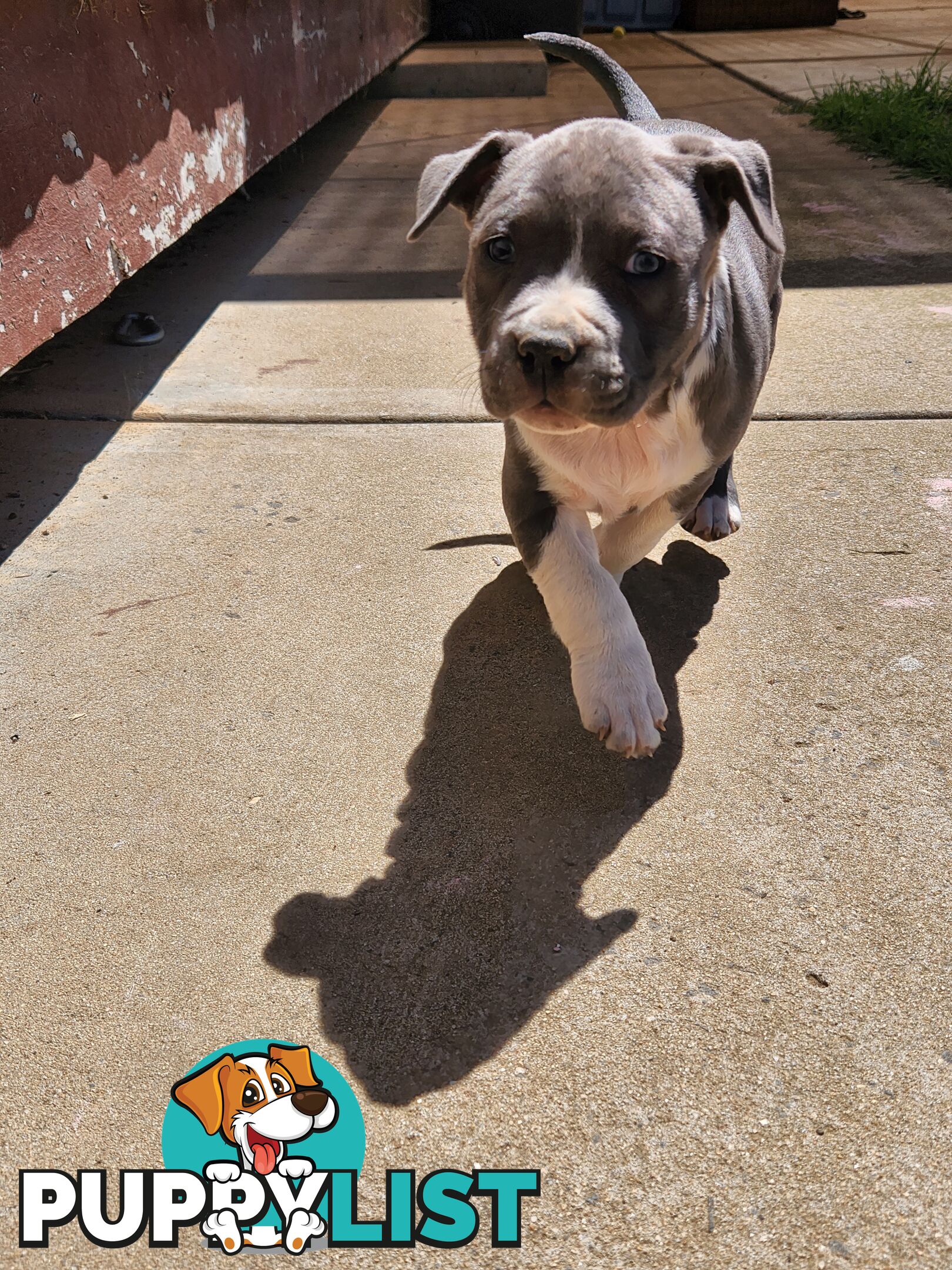 Blue Purebread amstaff puppies