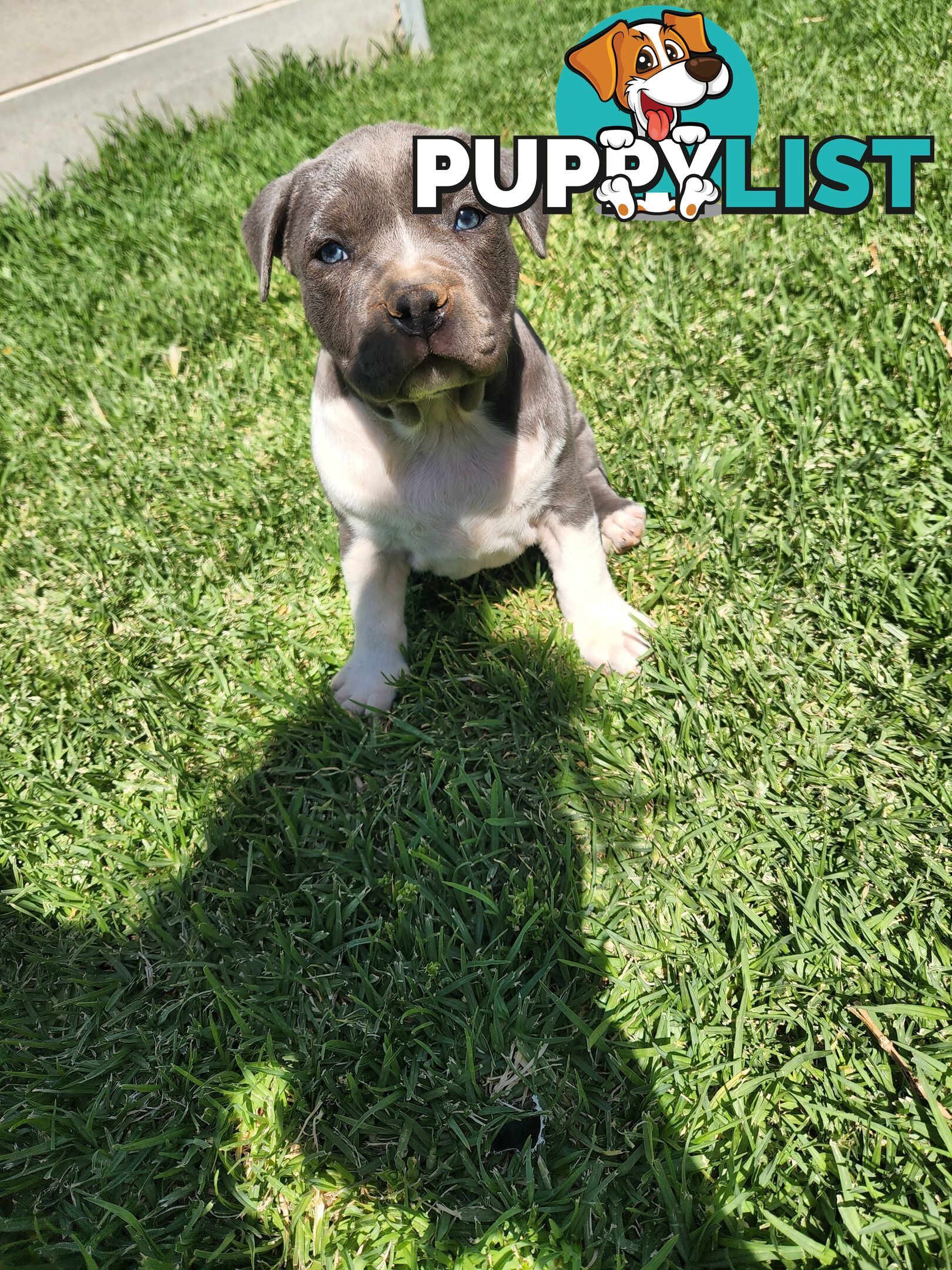 Blue Purebread amstaff puppies