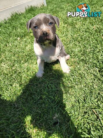 Blue Purebread amstaff puppies