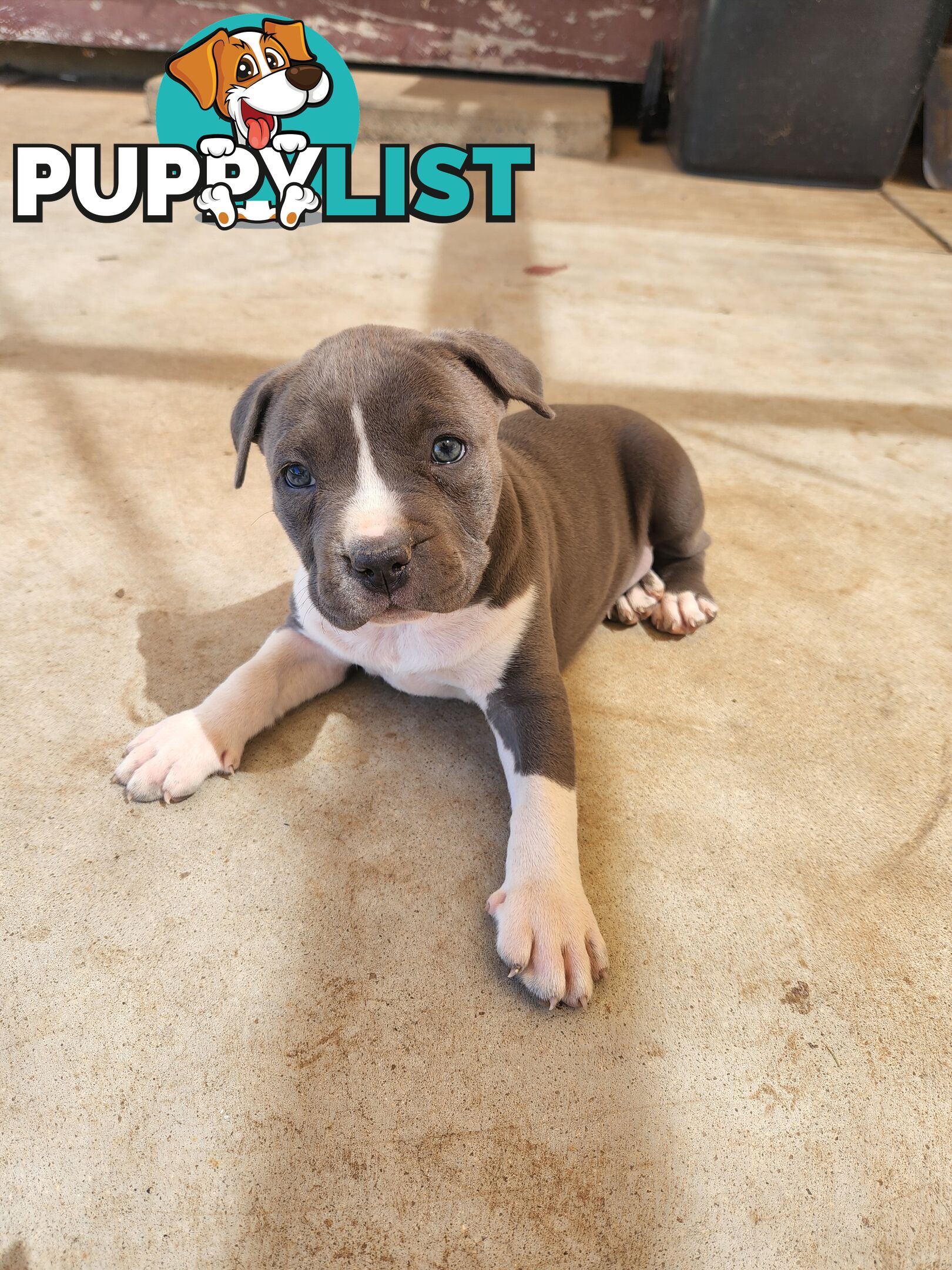 Blue Purebread amstaff puppies