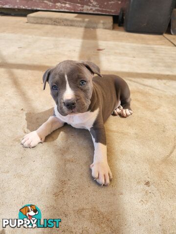 Blue Purebread amstaff puppies