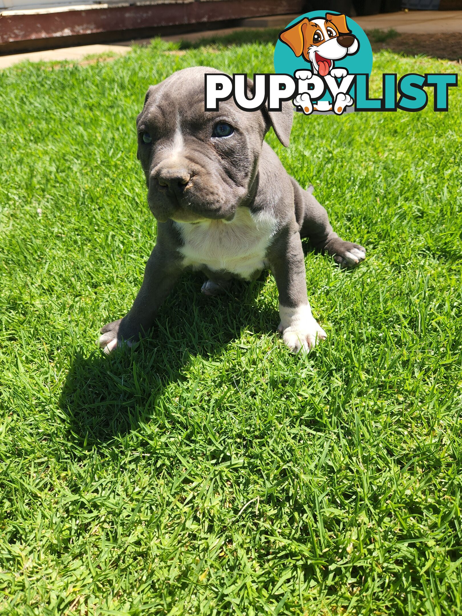 Blue Purebread amstaff puppies