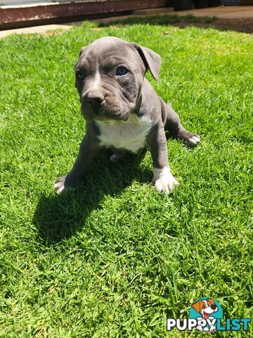 Blue Purebread amstaff puppies