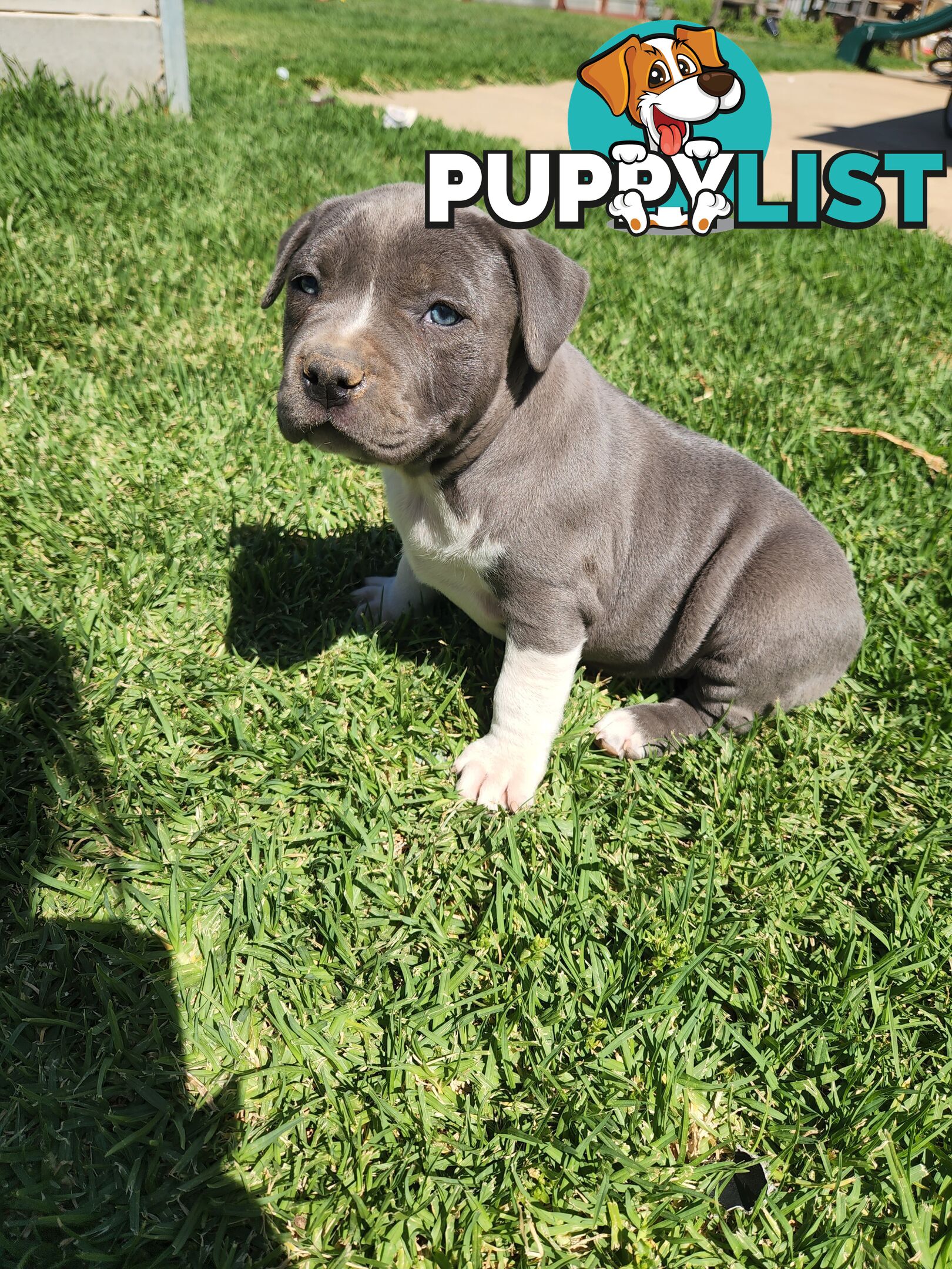 Blue Purebread amstaff puppies