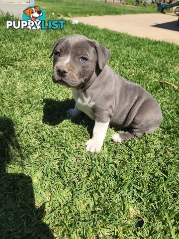 Blue Purebread amstaff puppies