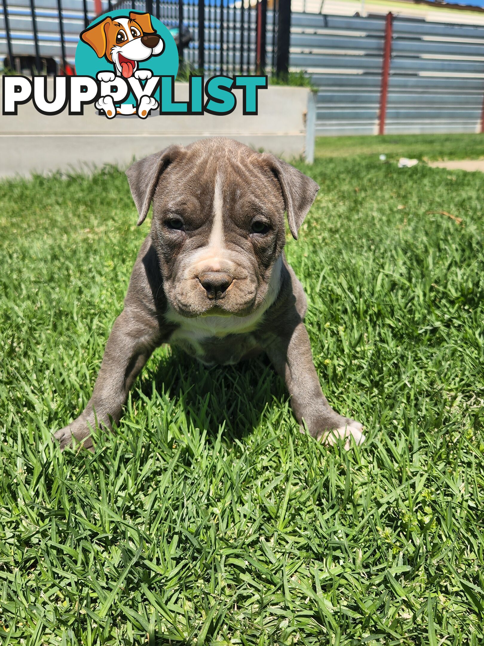 Blue Purebread amstaff puppies