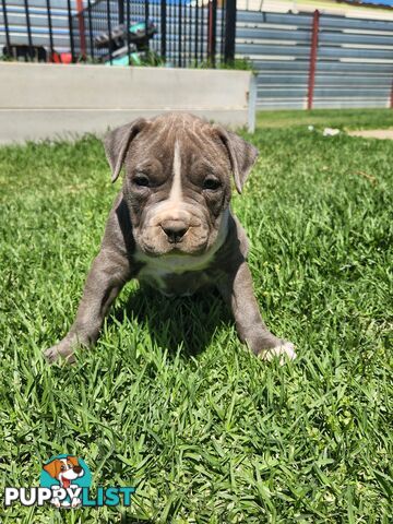 Blue Purebread amstaff puppies