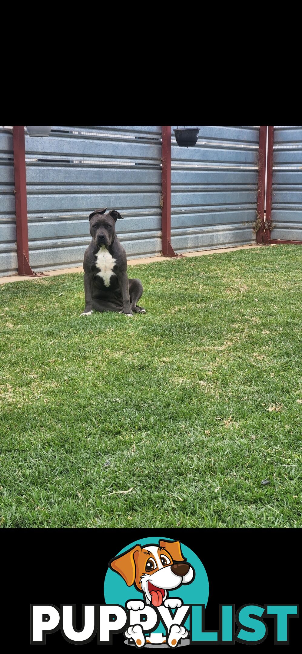 Blue Purebread amstaff puppies